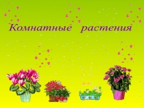 Презентация  Комнатные растения