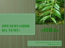 Презентация по окружающему миру по теме Ива. Работу выполнила Бобровник Алина, ученица 4 А класса МБОУ Школа №42..г.о. Самара. Учитель Панькина О.Ф.