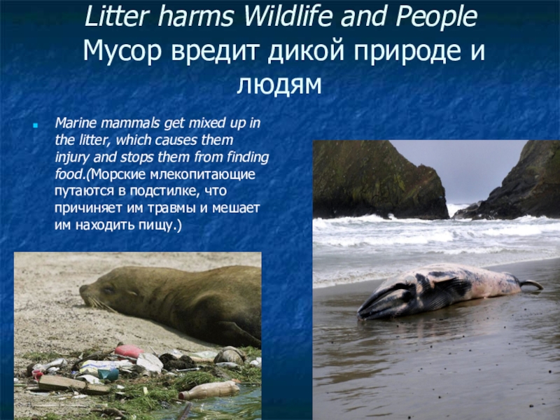 Litter harms Wildlife and People   Мусор вредит дикой природе и людям   Marine mammals