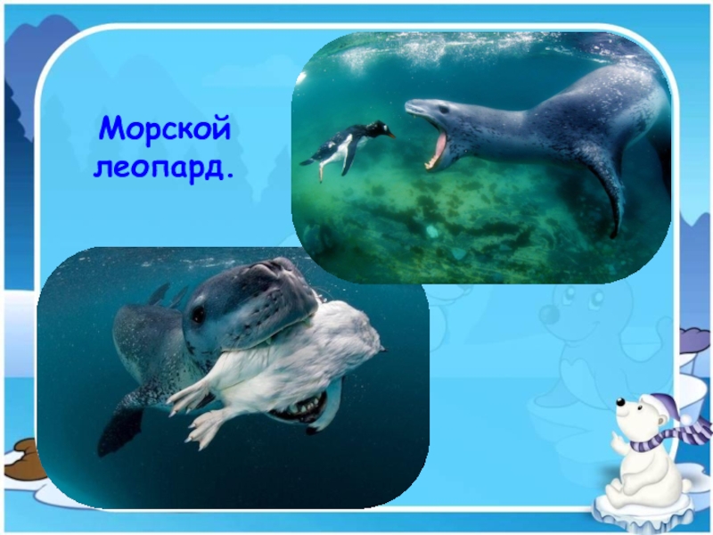 Презентация морской леопард