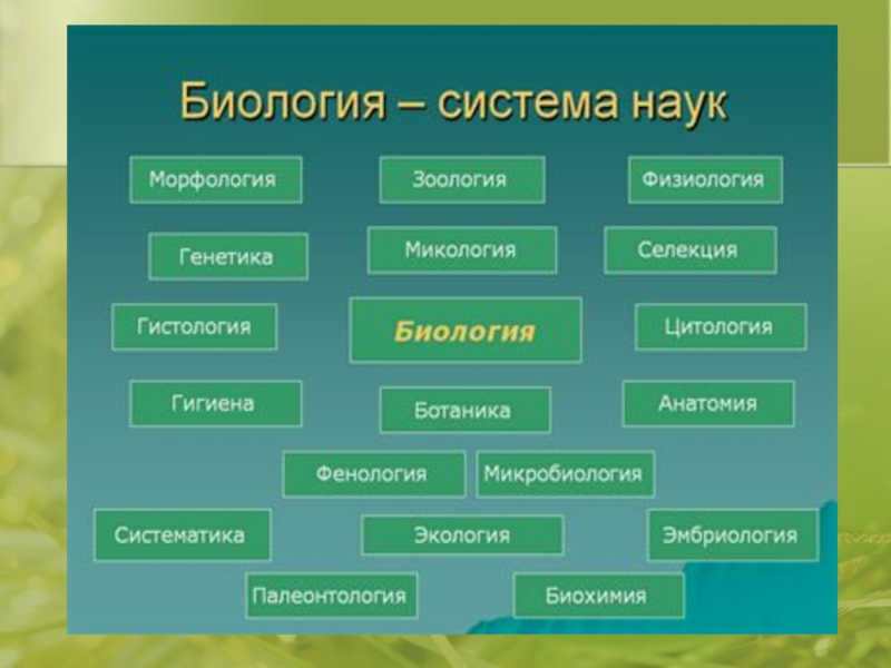 Презентация биология наука о живой природе 6 класс