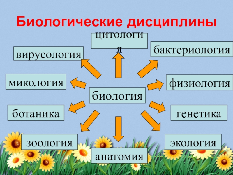 Что такое схема биология 5 класс