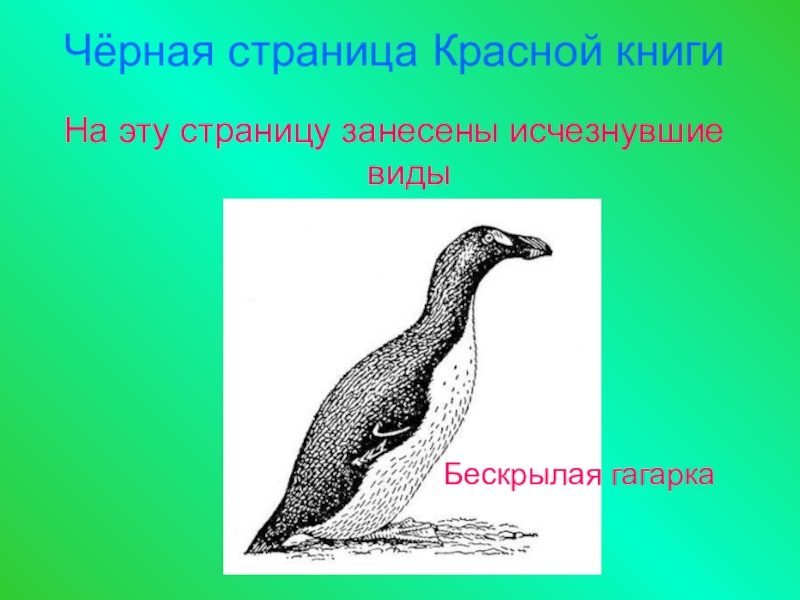 Черные страницы красной книги. Бескрылая Гагарка черная книга. Черная книга с черными страницами. Страницы красной книги черные страницы.