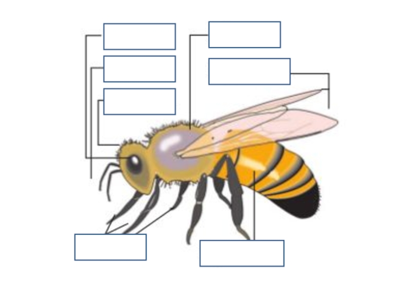 Пчела части тела картинка для детей