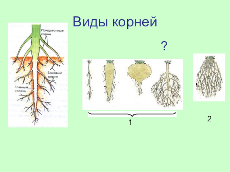 В корневой системе отсутствуют придаточные корни. Корневая система 6 класс биология.