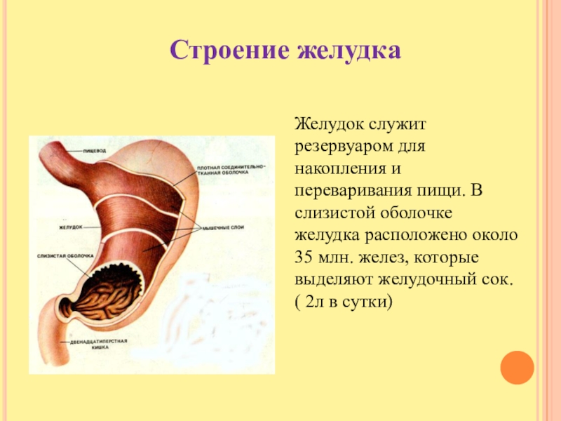 В какой состав органов входит желудок. Строение желудка биология. Желудок пищеварение в желудке анатомия. Строение желудка 8 класс биология Пасечник. Функции желудка анатомия.