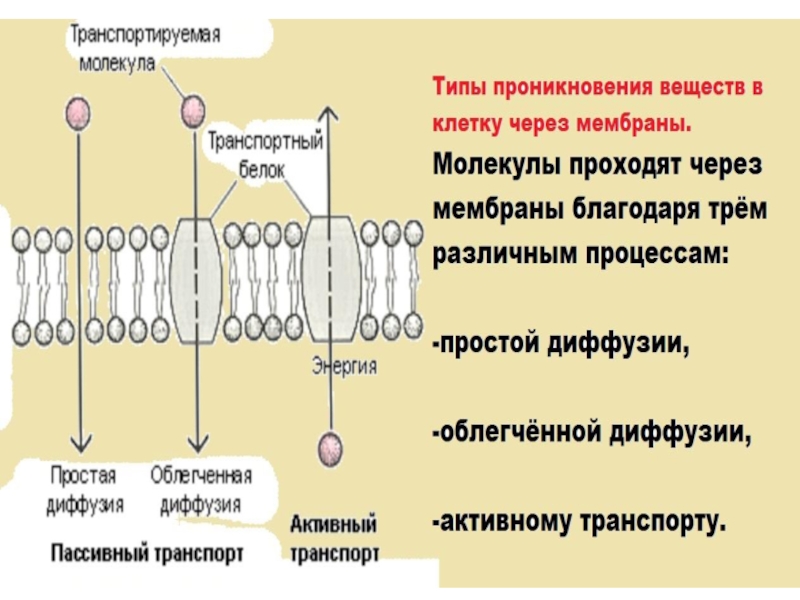 Функцией изображенной на рисунке молекулы является транспорт веществ