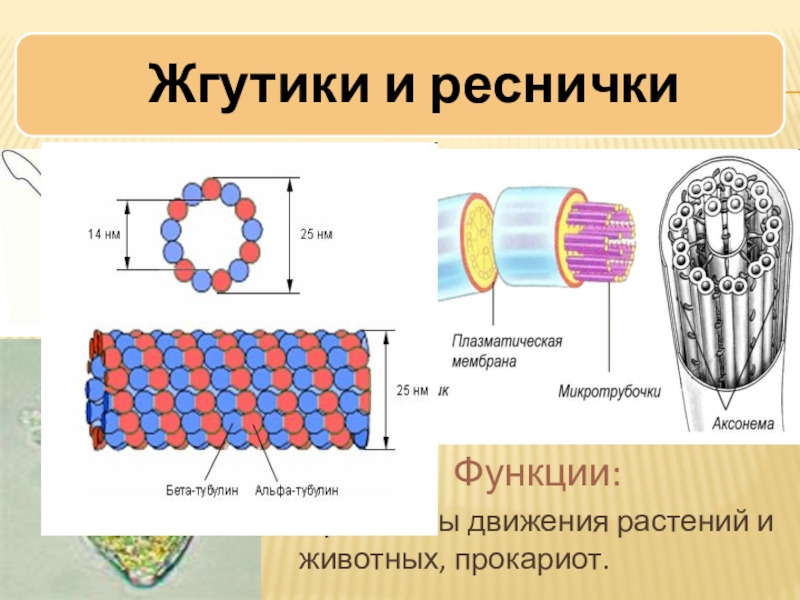 Органоиды движения рисунок