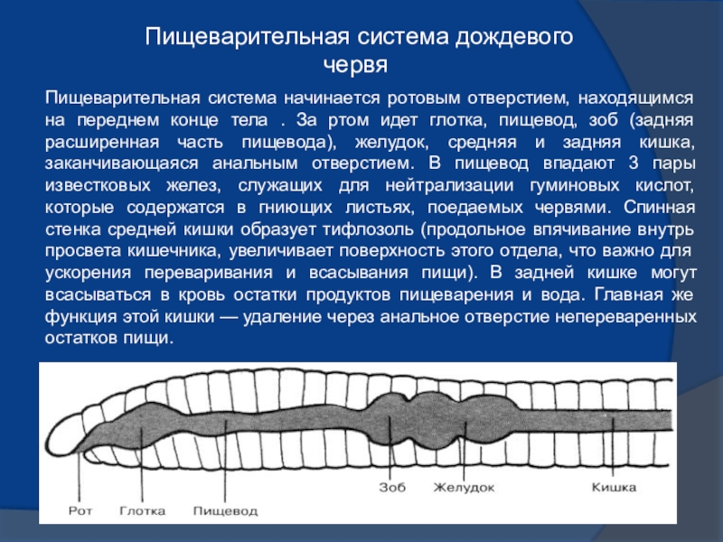 Найди системы органов дождевого червя на рисунке якласс