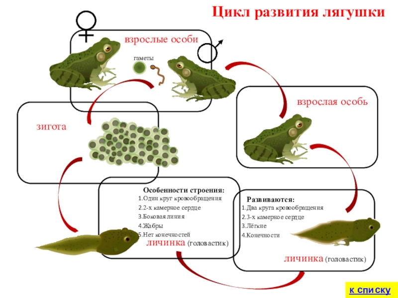 зиготавзрослые особиЦикл развития лягушкигаметык списку