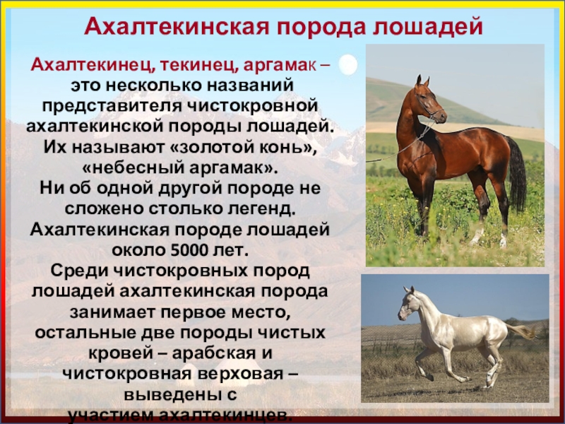 Верховой характеристика. Небесные аргамаки Ахалтекинская лошадь. Туркменский лошади Ахалтекинская. Текинец порода лошадей. Ахалтекинец Аргамак.