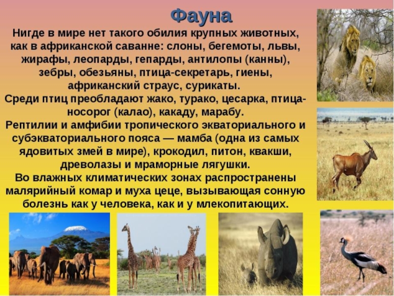 Доклад животные африки. Животный мир Африки презентация. Доклад про африканских животных. Африка презентация. Животные саванны с описанием.