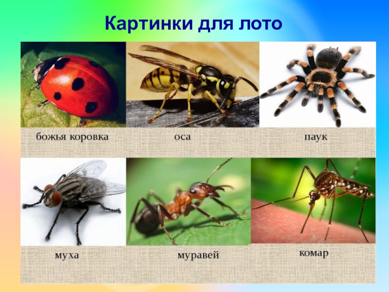 Опасные насекомые картинки для детей