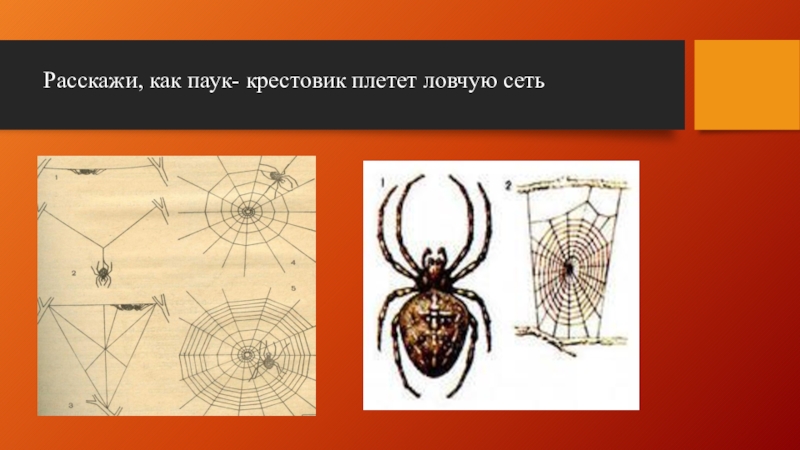 Паук крестовик тип развития. Ловчая сеть паука крестовика. Как паук крестовик плетет ловчую сеть. Класс паукообразные ловчая сеть. Строение ловчей сети паука.