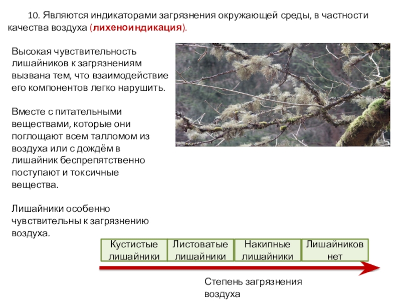 10. Являются индикаторами загрязнения окружающей среды, в частности качества воздуха (лихеноиндикация).	Высокая чувствительность лишайников к загрязнениям вызвана тем,