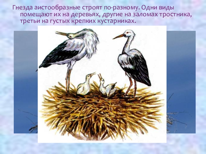 Какой тип развития характерен для аиста белого изображенного на рисунке