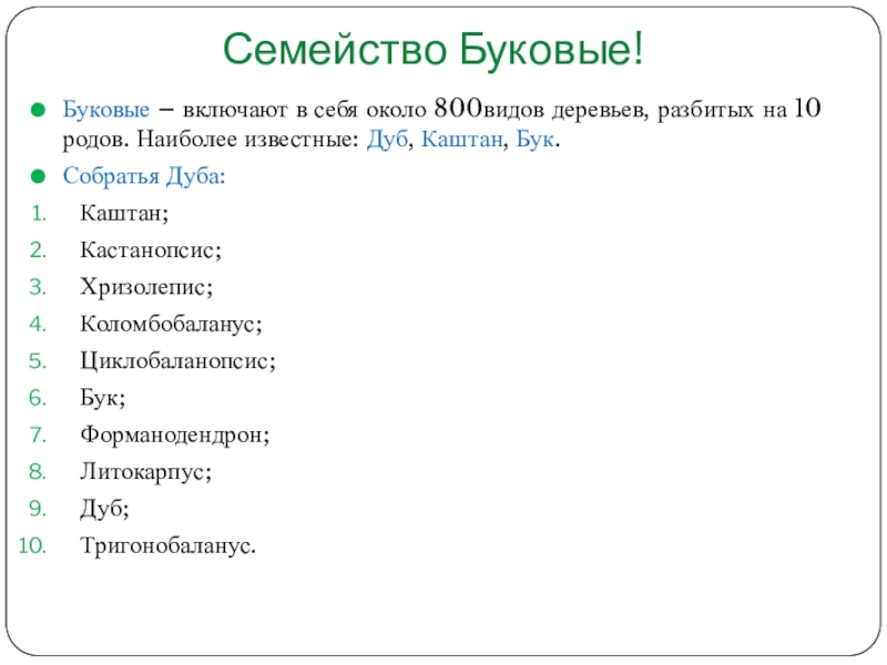 Семейство буковые презентация