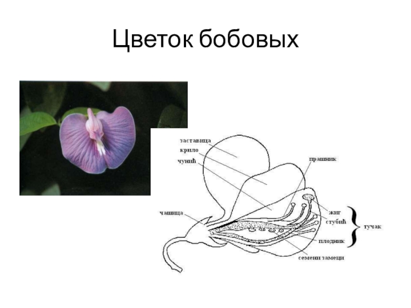 Строение цветка гороха схема