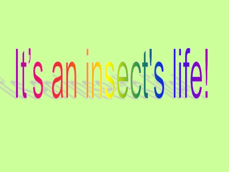 It’s an insect's life!
