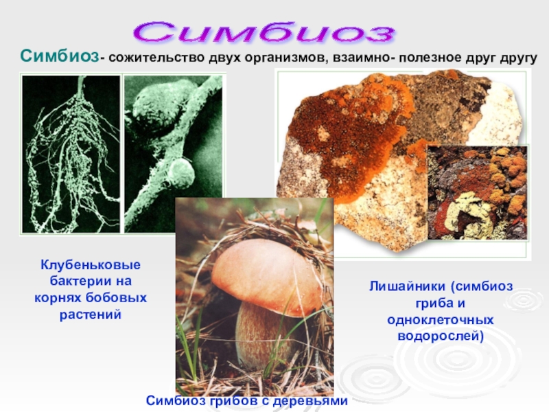 Между какими организмами симбиотические отношения. Симбиотические взаимоотношения организмов. Пример симбиотических отношений организмов. Симбиоз примеры примеры. Симбиотический организм грибы.