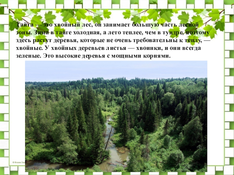 Зона тайги это хвойные. Тайга. Зона лесов России. Тайга часть Лесной зоны. Тайга — это хвойный лес, он занимает большую часть Лесной зоны..
