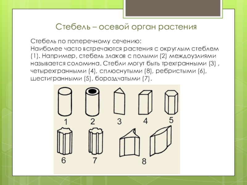 Формы стебля. Формы стебля по поперечному сечению. Типы стеблей по поперечному сечению. Типы поперечного сечения стебля. Типы стеблей по форме поперечного сечения.