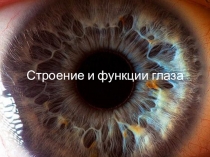 Архив презентации Зрительный анализатор