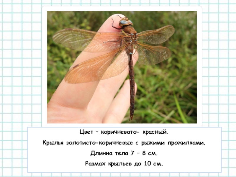 какая масса стрекозы. какая масса стрекозы. сообщение о стрекозе. стрекоза масса тела. какая масса стрекозы.