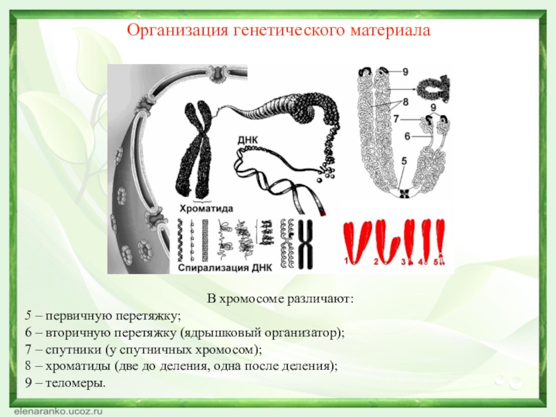 В хромосоме различают: 5 – первичную перетяжку;6 – вторичную перетяжку (ядрышковый организатор);7 – спутники (у спутничных хромосом);8