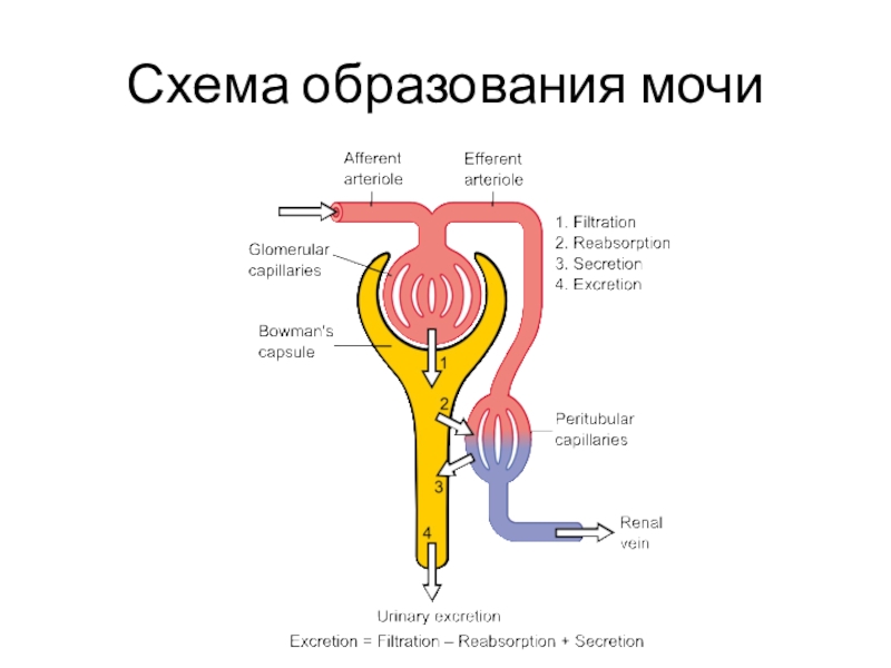 Механизм образования мочи схема