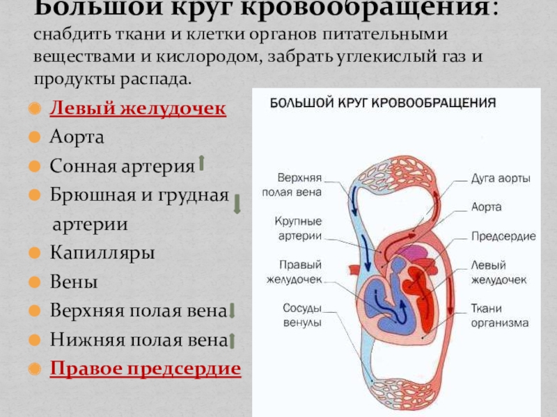 Круги кровообращения кислород