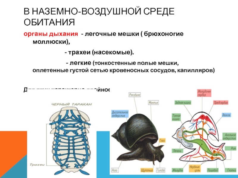 Трубчатые жабры