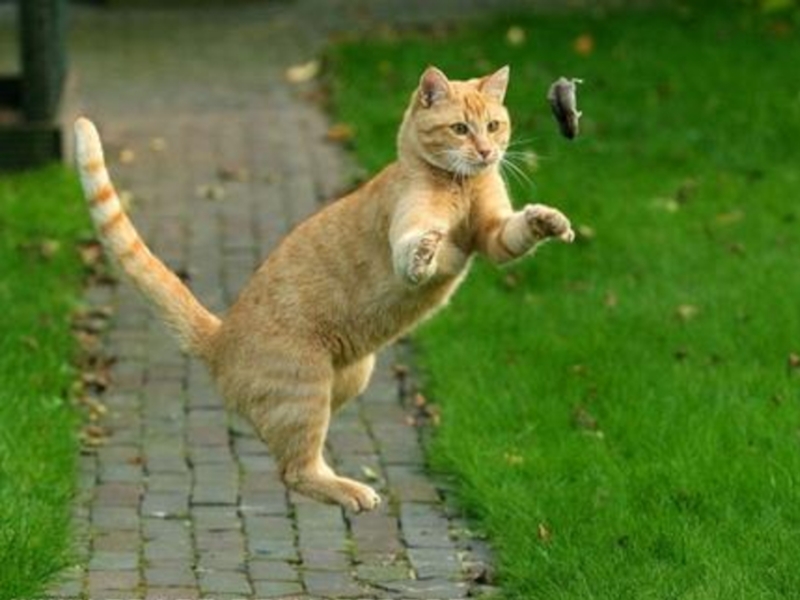 Action cat. Кот ловит. Кот охотится на мышь. Ловлю кот. Рыжий кот охотится на мышей.