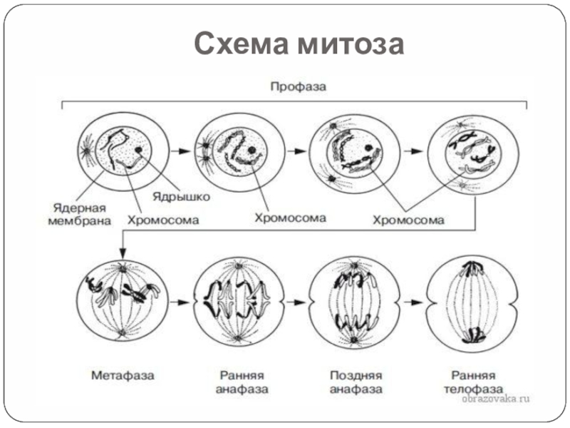 Митоз рисунок с подписями