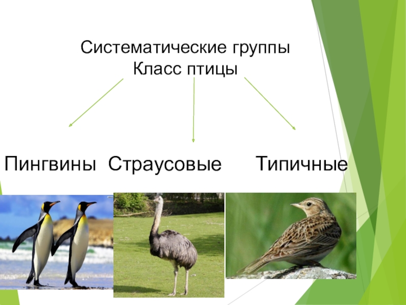 Примеры животных класса птицы. Систематические группы птиц. Многообразие птиц. Класс птицы. Систематические группы Пти.