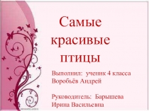 Презентация по окружающему миру Самые красивые птицы