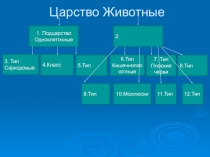 Презентация Тип Хордовые животные.Бесчерепные