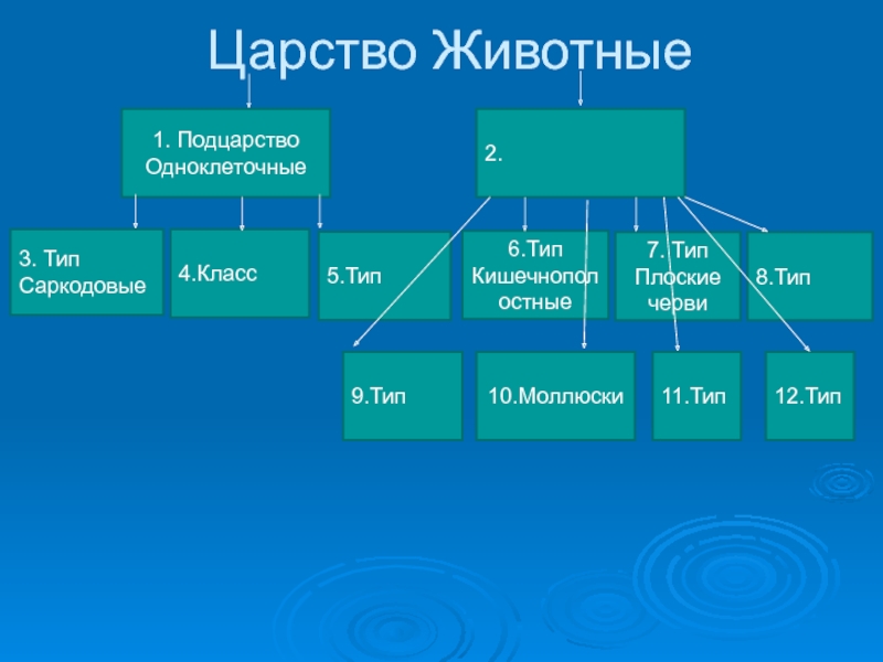 Подцарства животных. Царство животные Подцарство. Царство животные Подцарство одноклеточные. Царство животные Подцарство одноклеточные Тип. Типы одноклеточных животных.