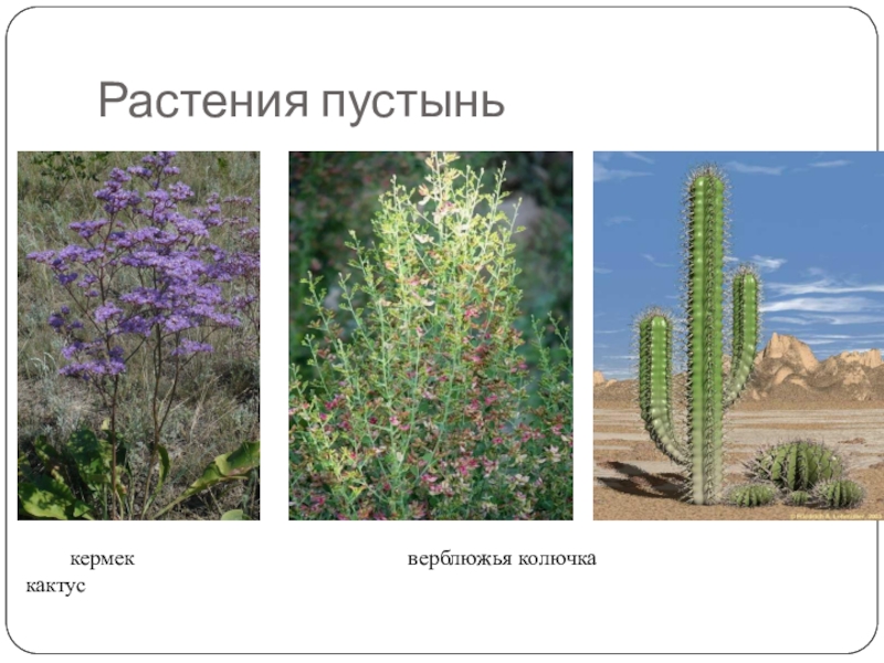 Растения пустыни 5 класс биология. Растения в пустыне. Покрытосеменные растения пустыни. Пустынные растения названия. Растения в пустыне название.