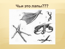 Презентация по биологии Птицы