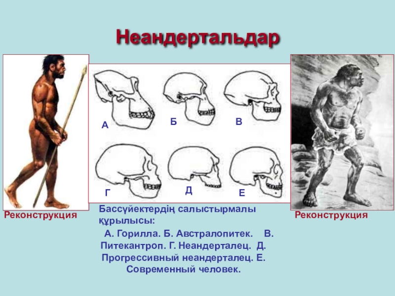 Питекантроп геракл рисунок