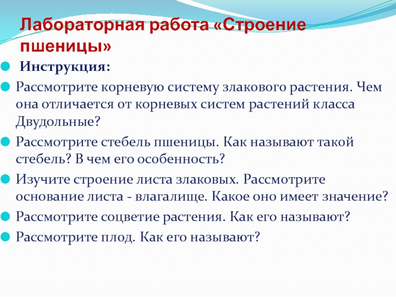 Лабораторная работа строение пшеницы 7 класс биология