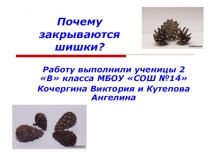 Презентация исследовательской работы учащихся почему закрываются шишки