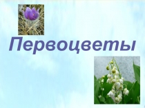 Презентация к уроку биологии Первоцветы Хабаровского края