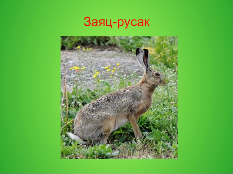 Где жил заяц русак. Степной заяц. Заяц Русак презентация. Заяц-Русак красная книга. Животные Краснодарского края заяц Русак.