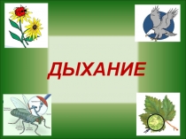 Презентация по биологии на тему Дыхание