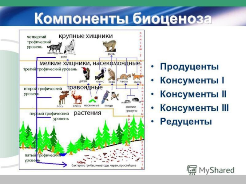 Трофические уровни схема