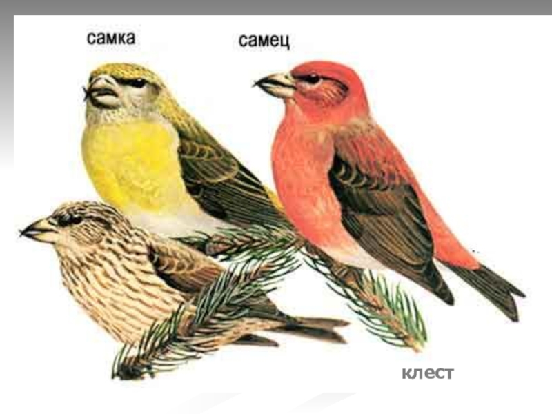 Это парочка клестов еловиков вывела зимой птенцов. Клёст-еловик. Клестов-еловиков. Почему клесты выводят птенцов зимой. Клёст-еловик самка и самец.