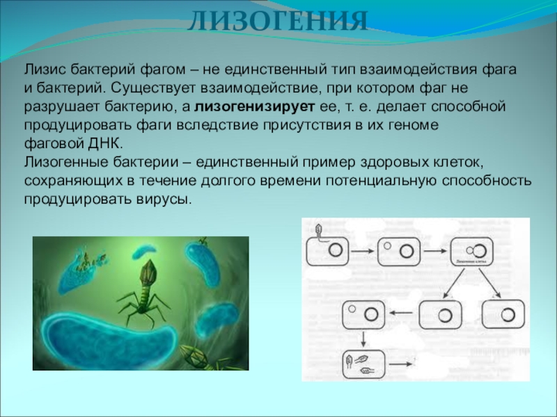 Единственный тип. Лизогенные бактериофаги. Лизогенные бактерии. Лизогения это микробиология. ЛИЗОГЕНИЗАЦИЯ это микробиология.