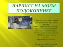 Проектно исследовательская работа Нарцисс на моём подоконнике